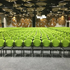Kembo chairs